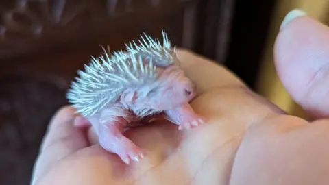 A hoglet in someone's hand