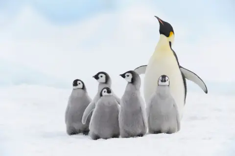 Getty Images A mother emperor penguin with five babies on the ice