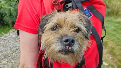 A close-up of Teddy, poking his head out of a red backpack. He is a brown terrier-type dog. He has some fur missing from his top lip under his nose.