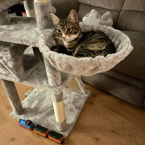Marie Fox Daisy the cat lying in a hanging bed on a cats' climbing frame which has different platforms and is covered in plush, grey material. There is a toy train on the floor underneath her