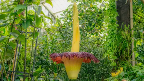 Sebastian Kettley/Kew Gardens/PA The yellow and purple flower of the Titan arum at Kew