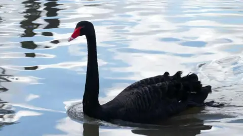 A black swan on water. It has a red beak. 