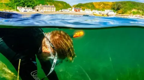 Lewis Jefferies/WWF An interesting picture - half in, half out of the water.  The above water half shows the village of Porthdinallaen, the lower half shows the below water shot of a diver in a seagrass meadow