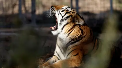 Reuters A side view of Aqua lying down with his jaws stretched wide open, in an apparent yawn. A blurry fence appears to be in the background.