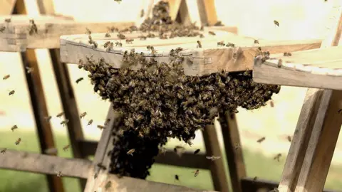 Chris Young / PA Media Swarm of bees