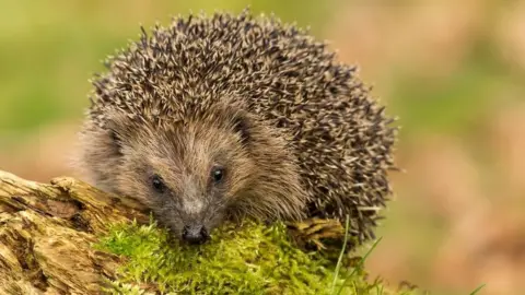 Chester Zoo Hedgehog