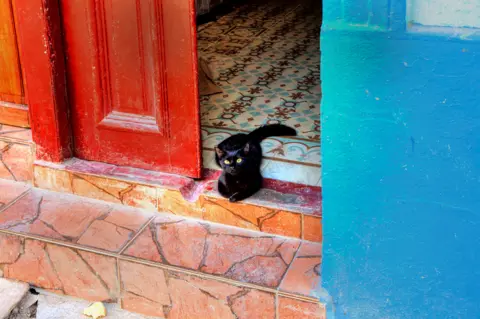 Alamy Cat on Aguilar Street in old Havana