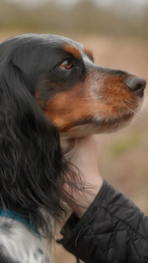 Side view of cocker spaniel's head