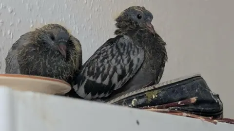 Two pigeons, sitting on a shelf in a bathroom, sat in a makeup bag. They are by a white wall. The bag looks dirty. 