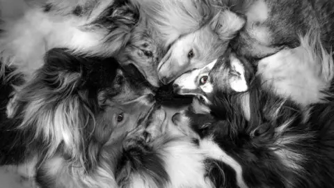 Kaylee Garrick Heads of dogs together