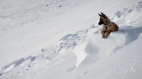 SAIS Southern Cairngorms Dog on avalanche debris