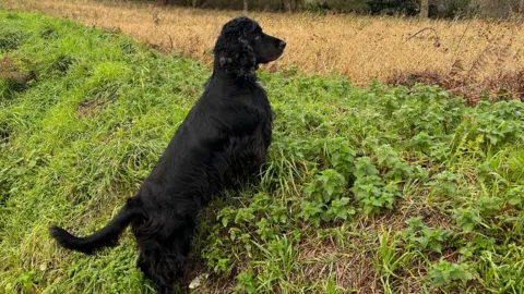 A black working cocker-spaniel dog standing on a grassy bank looking into the distance. 