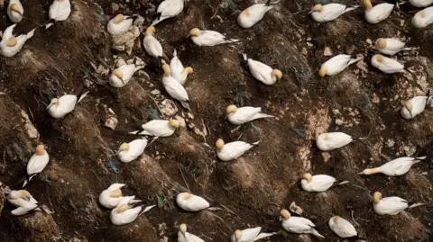 PA Media A view from above showing dozens of white birds with golden heads and black tail feathers nesting on rocky ledges covered in brown soil with tufts of grass.