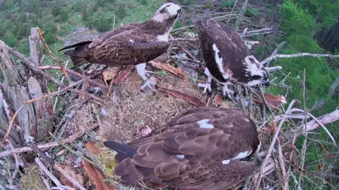 Three ospreys sit on a mossy nest made up of twigs and branches and are viewed from above