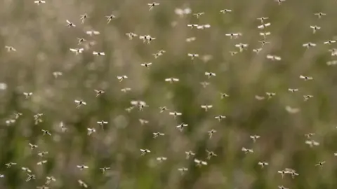 A swarm of mosquitoes