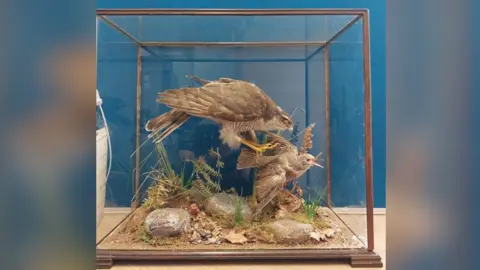 Essex Police A glass display case with a taxidermied goshawk bird of prey and thrush. 