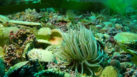 Natural England The snake-like arms of a a snakelock anemone rising out of a bed of pink maerl and shells