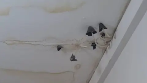 Serena Mushrooms growing from ceiling