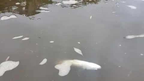 Ben James A silver fish, dead, floating on its back in dirty water.
