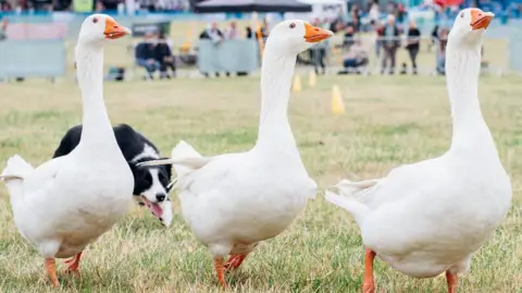 North East Dog Festival Three white swans march across a field of mown grass, their heads held high in the air. Creeping behind, her head lowered as she sneaks forward, is a black and white border collie.