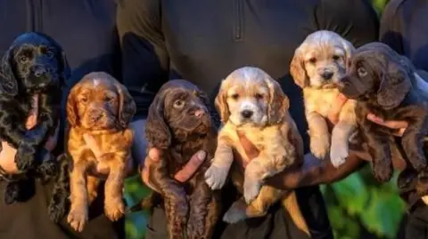 Six puppies are being held by three people who are in black clothing. They are cocker spaniel puppies. One is black, one is light brown, two are chocolate brown and two are white and beige.