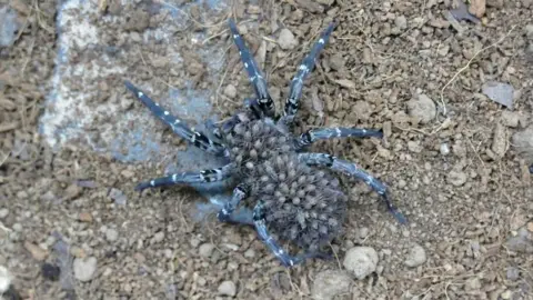 Bristol Zoo Adult Desertas wolf spider