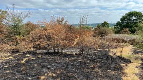 An area of burned earth with green trees in the distance. There is a blue sky with clouds.