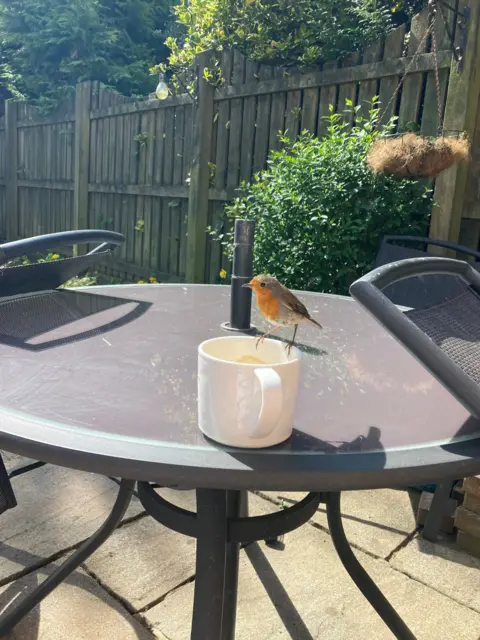 Beth Preston A robin sits on the rim of a mug of tea on a sunny day at an outdoor table