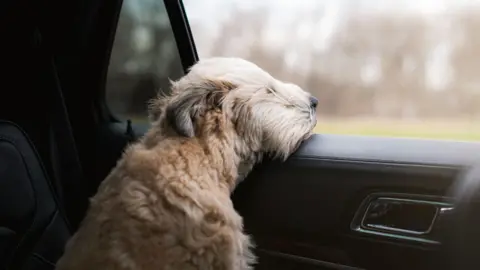 A dog in a car. The dog has its head resting against the window of the car.
