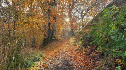 Derek/BBC Weather Watchers A path covered in fallen leaves through an area of green ferns and tall trees with leaves of orange and gold.