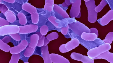 SPL Acinetobacter baumannii