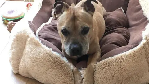 Nicola Jones Bailey lying in his dog bed