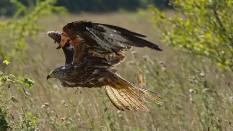 Paul Speller Red Kite on the wing