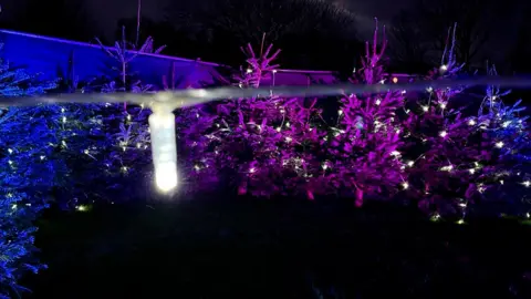 Christmas trees with lights