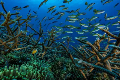 AFP This handout image received from French Photographer Alexis Rosenfeld on June 1, 2018 shows clownfish swimming amongst coral reefs off the coast of the French overseas territory of Mayotte, in the Comoros Archipelago of the Indian Ocean. The work of photographer Alexis Rosenfeld, who spent 400 hours under water in two years taking pictures to highlight the threatened coral reefs and their importance for humanity, will be exhibited on the fence of UNESCO in Paris until August 30, 2018.