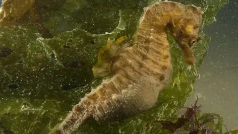 Paul Naylor Short-snouted seahorse