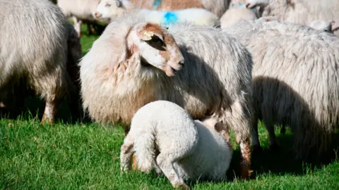 Education Images/Getty Images Snowdonia farm