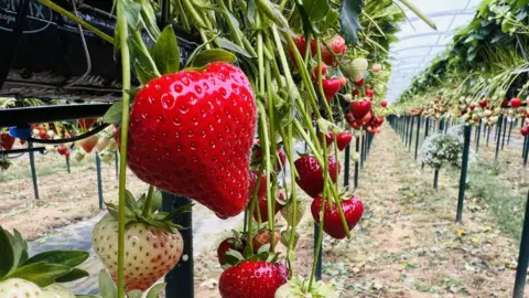 Dozens of strawberries hanging from plants, growing in a polytunnel and elevated off the ground. The strawberries are at varying stages of ripeness, ranging from yellow to bright red.