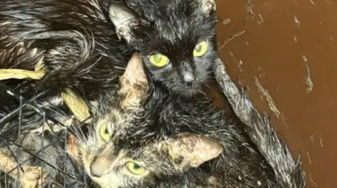 Cats at the bottom of a brown bin