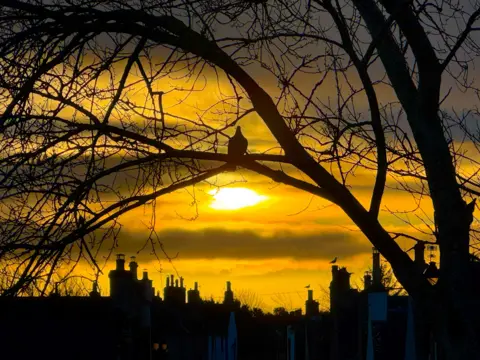 Elena Reid Sunrise in Nairn. There is a tree in the foreground with a pigeon sitting in the centre on one of the branches. Chimneys line the background and the sky is orange.