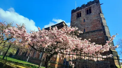 Gadabout A pink blossom tree is in full bloom in front of a church in Penrith. It is flowering just over a church fence. 