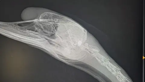 X-ray of a swan's head. It shows from the beak to a few vertebrae down its neck.