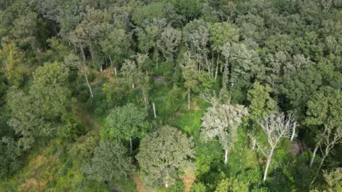 An aerial shot of ancient woodland Hayley Wood, showing the tree canopy in shades of green and also green open spaces between some of the trees where ground cover flora can grow