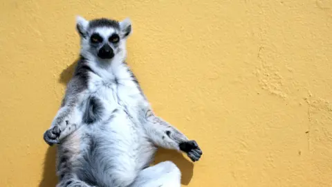 This is a ring-tailer lemur sunning itself on a rooftop in belfast zoo in the summer of 2006.