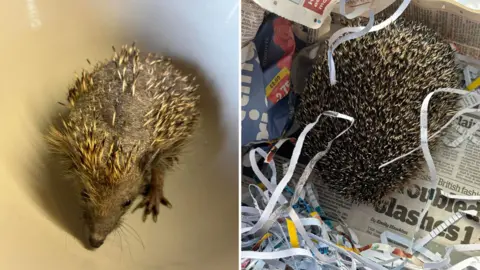 Vicky Pudney Two photos of a hedgehog side-by-side. On the left, he is small and missing most of his spikes. On the right, he is four times larger and has most of his spikes.