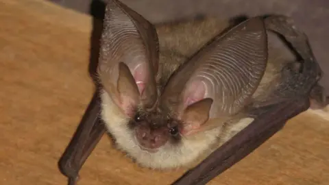 Nick Tomlinson A close up of a grey long-eared bat. It is looking directly at the camera and restin gon a wooden worktop. 