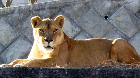 A female lion lying on a concrete platform