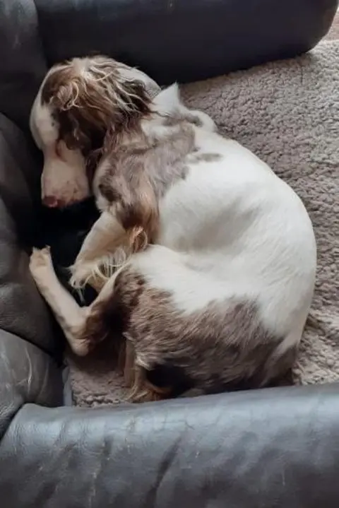 South Yorkshire English Springer Spaniel Rescue Deaf and blind springer spaniel puppy