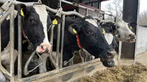 Four cows have their heads between a metal fence, eating hay that is on the floor. They are all have black and white markings, and yellow ID clips on their ears. 