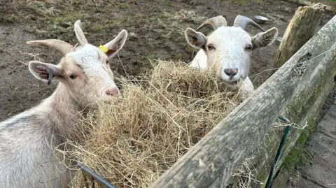 Gorse Hill City Farm Two goats eating hay at Gorse Hill City Farm, in Leicester.